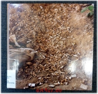 Anthony Hernandez, Landscapes for the homeless : DG-Bank-Förderpreis Fotografie ; [24. September bis 19. November 1995, Sprengel-Museum Hannover].