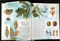 Insects In our World